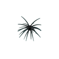 Star Burst – Black