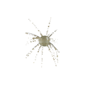 Star Burst – Blue Pepper